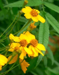 Lemmon's marigold (Tagetes lemmonii) plant