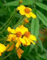 Lemmon's marigold