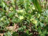 Alchemilla procumbens