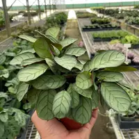 Ctenanthe