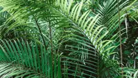 Areca Palm