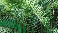 Areca Palm (Dypsis lutescens) plant