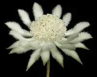 Actinotus leucocephalus