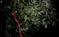 Aralia excelsa
