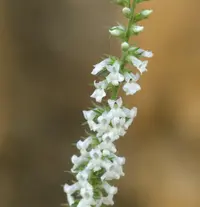 Anarrhinum duriminium (Anarrhinum duriminium) plant