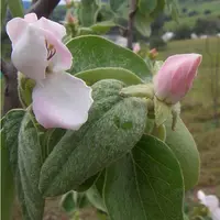 quince