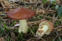 Dotted-stalked Suillus (Suillus granulatus) plant