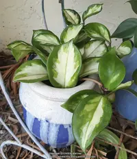 Krimson Princess Hoya