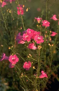 beach false foxglove