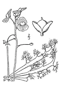 swollen bladderwort