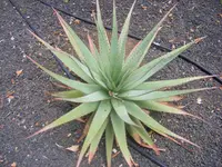 Pretoria aloe
