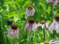 pale purple coneflower (Echinacea pallida) plant