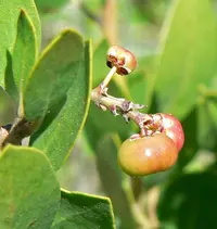 whiteleaf manzanita
