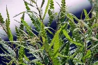 sweet fern