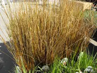 Buchanan's Sedge