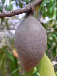 Woody Pear (Xylomelum pyriforme) plant
