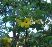 Uncarina peltata