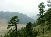 Hartweg's Pine