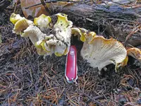 Cascade chanterelle