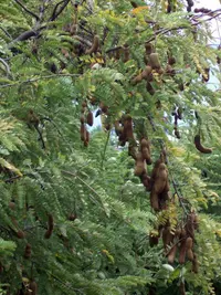 Tamarind (Tamarindus indica) plant
