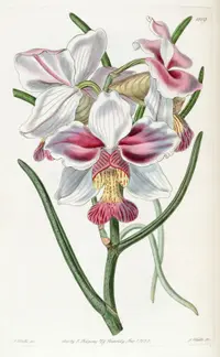 Parrot Flower