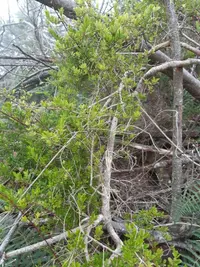 Embelia angustifolia