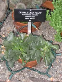 Crinkle leaf (Adromischus cristatus) plant
