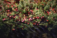cranberry (Vaccinium macrocarpon) plant