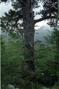 Bosnian Pine (Pinus heldreichii) plant