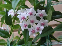 Miniature wax plant (Hoya bella) plant