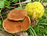 clustered brown bolete