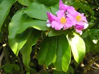 rose cactus