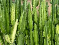 African Milk Tree (Euphorbia trigona) plant