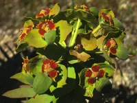 Euphorbia oxyphylla (Euphorbia oxyphylla) plant