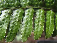 Autumn fern (Dryopteris erythrosora) plant
