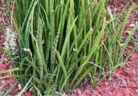Cylindrical snake plant