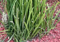 Cylindrical snake plant