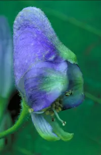southern blue monkshood