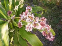 Corn Plant