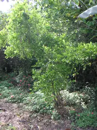 coca Soil Guide