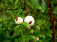Midgen Berry
