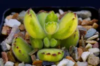 Bear's paw