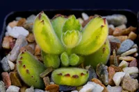 Bear's paw (Cotyledon tomentosa) plant