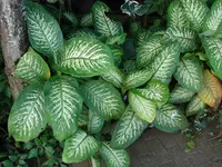 Dumbcane (Dieffenbachia seguine) plant