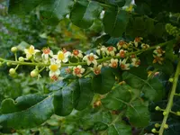 frankincense