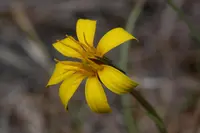 Weevil microseris (Microseris troximoides) plant