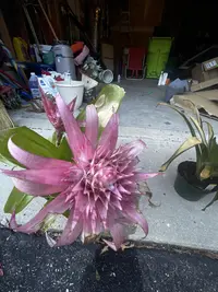 Urn plant photo by a Botan App user