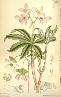 Begonia hemsleyana