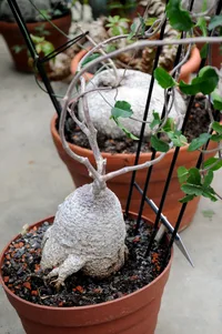 Hottentot Bread