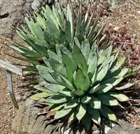 black-spined agave